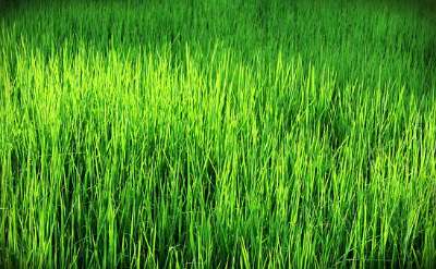 Kharif area up 1.36%, Paddy acreage gains 2%
