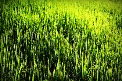 Kharif acreage gains 3.5% on year, oilseeds area falls around 3%